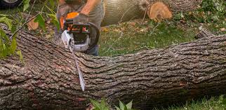 Claymont, DE  Tree Services Company