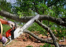 Best Hedge Trimming  in Claymont, DE