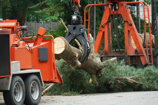 Best Arborist Consultation Services  in Claymont, DE